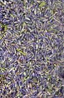 Lavender Buds